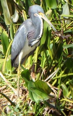 Egretta tricolor image