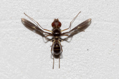 Ctenostylidae