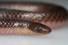 Common Wormsnake photo 1