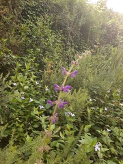 Salvia sclareoides