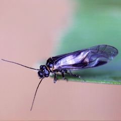 Elipsocus hyalinus