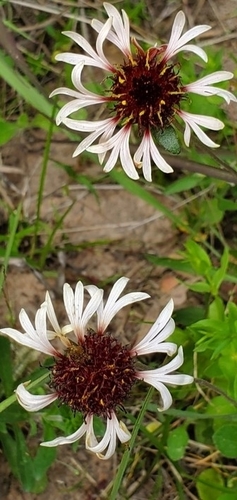 gaillardia aestivalis