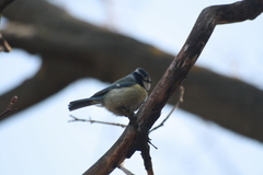 Cyanistes caeruleus