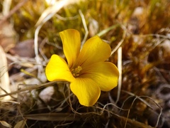 Oxalis perdicaria