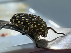 Protaetia niveoguttata