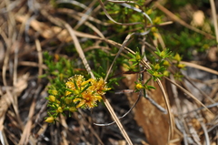 Hypericum lloydii