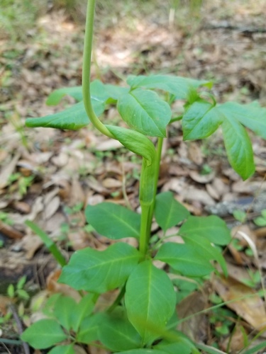 Arisaema dracontium image