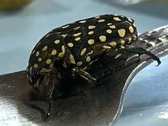 Protaetia niveoguttata