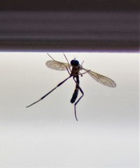 Vermileo