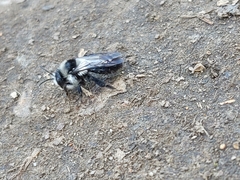 Andrena cineraria