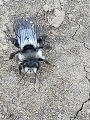 Andrena cineraria