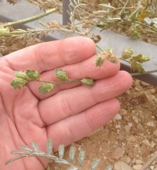 Onobrychis caput-galli