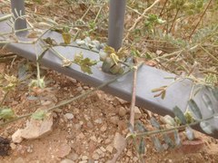 Onobrychis caput-galli