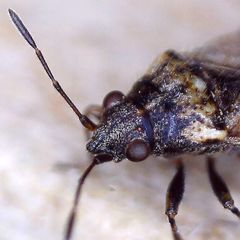 Nysius huttoni
