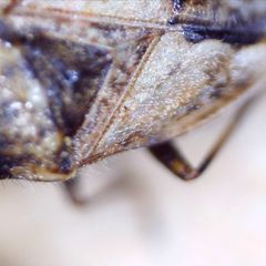Nysius huttoni