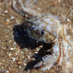Liocarcinus navigator