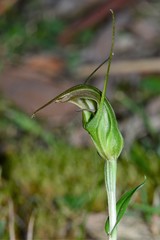 Pterostylis aestiva