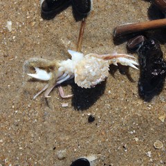 Liocarcinus vernalis