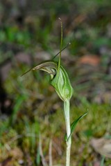 Pterostylis aestiva