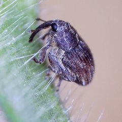 Trichosirocalus troglodytes