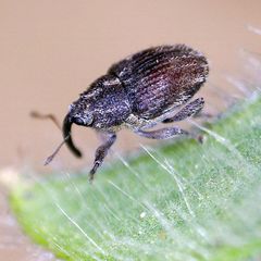 Trichosirocalus troglodytes