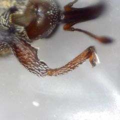 Trichosirocalus troglodytes