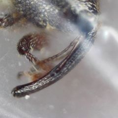 Trichosirocalus troglodytes