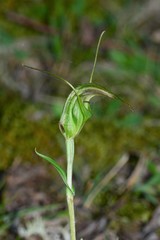 Pterostylis aestiva