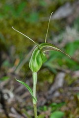 Pterostylis aestiva