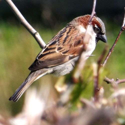 Gorrión común (Passer domesticus)