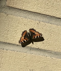 Aglais urticae