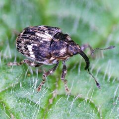 Microplontus campestris