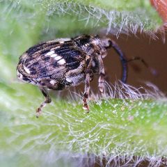 Microplontus campestris