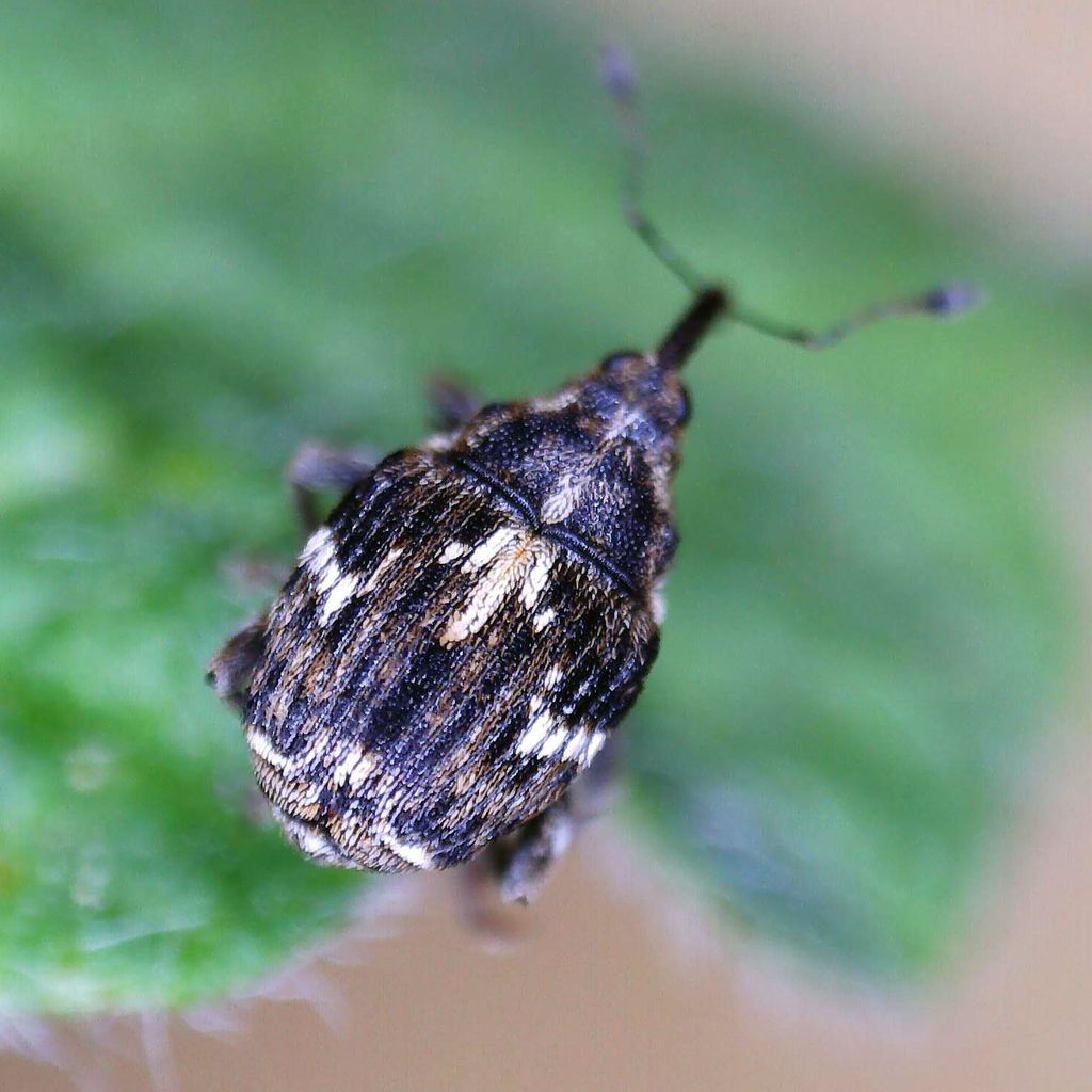 Microplontus campestris