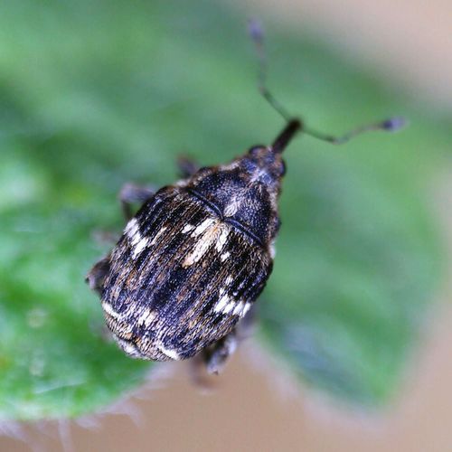 Microplontus campestris