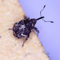 Microplontus campestris