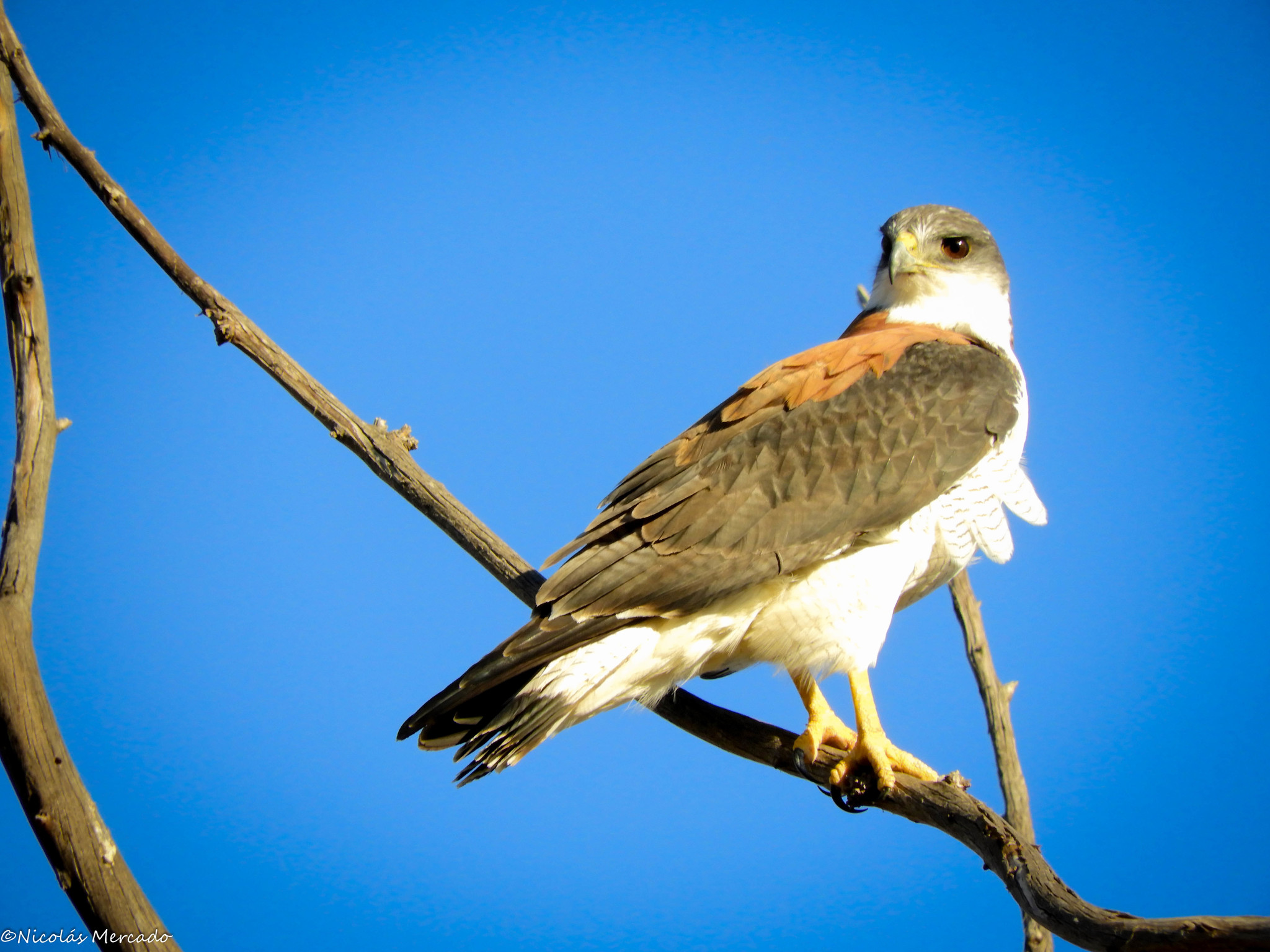 Aguilucho (Geranoaetus polyosoma) · iNaturalist Ecuador