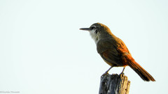 Ochetorhynchus melanurus