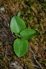 Pterostylis aestiva
