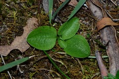 Pterostylis aestiva