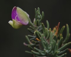 Polygala lasiosepala