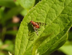 Chetostoma curvinerve