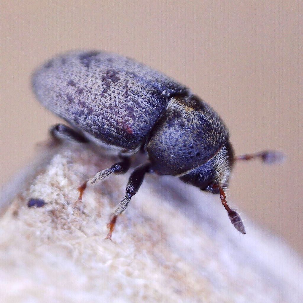 Hylesinus wachtli