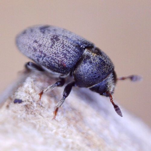 Hylesinus wachtli
