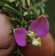 Polygala lasiosepala