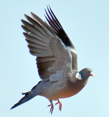 Common Wood-Pigeon