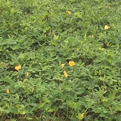 Arachis glabrata