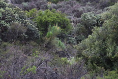 Anginon difforme