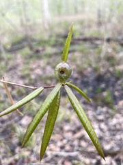 Dryocosmus quercuslaurifoliae
