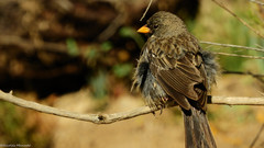 Rhopospina alaudina